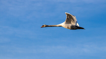 ein fliegender Höckerschwan, Cygnus olor 