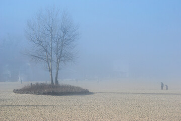 Tree in the fog. Winter