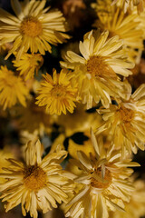 Beautiful yellow flower