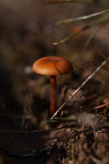 mushrooms in the forest