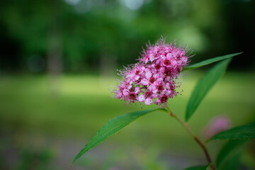 Beautiful purple flower