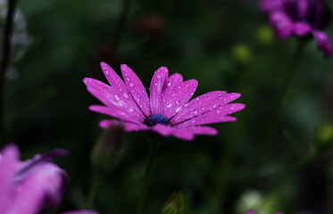 Obraz premium Beautiful purple flower