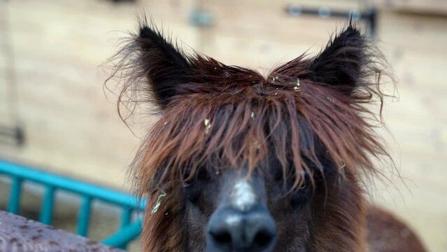 a tame brown llama