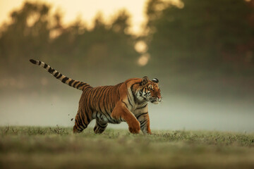 Plakat young male Siberian tiger (Panthera tigris tigris) running through the wet grass with fog early in the morning