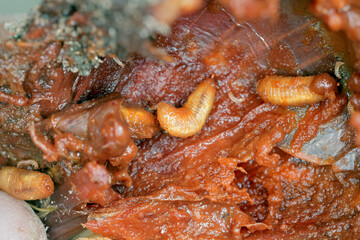 Onion damaged by Delia antiqua, commonly known as the onion fly and Eumerus strigatus or lesser bulb fly, are a cosmopolitan pests of crops. The larvae - maggots feed on onions, garlic, and others.