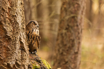 male Eurasian eagle-owl (Bubo bubo) blended beautifully with the background in the forest