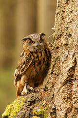 male Eurasian eagle-owl (Bubo bubo) trying to hide behind a tree