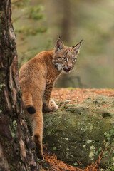 cub Eurasian lynx (Lynx lynx) climbs a big rock and turns his head