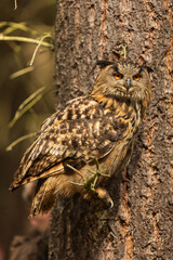 male Eurasian eagle-owl (Bubo bubo) has excellent mimicry and looks like tree bark