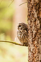 male Eurasian eagle-owl (Bubo bubo) peeks out from behind a tree