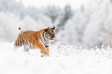 Fototapeta na wymiar young male Siberian tiger (Panthera tigris tigris) running across a snowy meadow with a backdrop of white trees