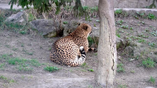 a male jaguar