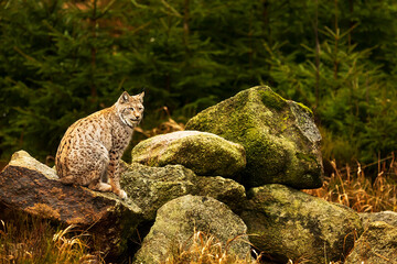 adult Eurasian lynx (Lynx lynx) sitting on stones with lichen