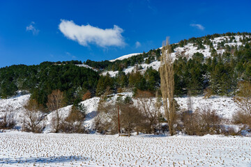 Fototapeta na wymiar Trees in snow, snow-covered forest, Bozdag - Izmir
