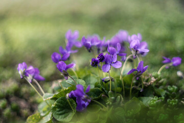 Marzycielski, artystyczny obraz fioletowych, niebieskich  kwiatów wczesno wiosennych w ciepłe ale pochmurne popołudniowe.