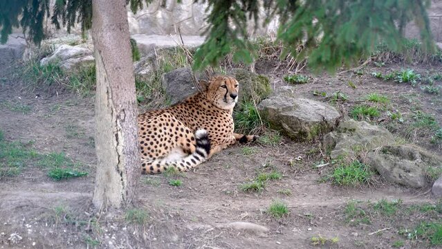 the jaguar lies quietly on the grass