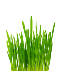 green leaves of grass on a white background