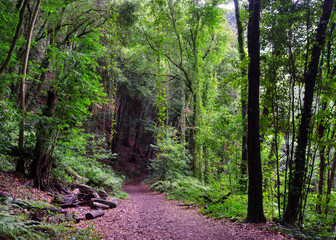 Fototapeta na wymiar A path in the Los Tilos Laurel Forest, amidst the endemic flora, La Palma, Canary Islands, Spain