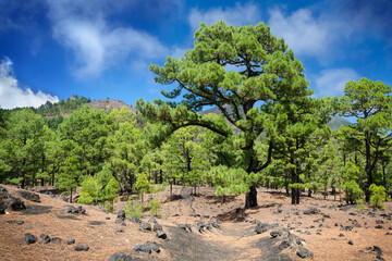 Fototapeta premium Green pine trees surrounding the path of Ruta de los Volcanes, Cumbre Vieja Natural Park, La Palma, Canary Islands, Spain