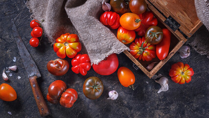 Harvest organic assorted tomatoes - red, yellow, orange, brown. Variety fresh colorful tomatoes of different varieties. Retro style composition