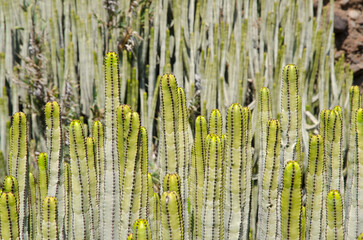 Closeup of cactuses in the Anaga Mountains, Tenerife, Canary Islands, Spain