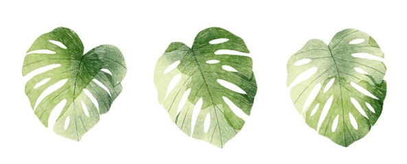 Set of 3 monstera leaves isolated on white background. Botanical illustration. Tropical plant. Cheese plant.
