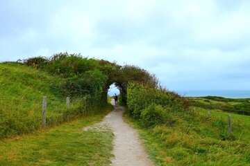 Hiker on a path at Cap Blanc Nez towards Sangatte goes through a tunnel of bushes, Opal Coast, Pas-de-Calais, Hauts-de-France