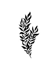 botany tattoo sketch - beautiful twig plant. Botanical element template for graphic design, wedding decor, textiles, souvenir gift, stationery print