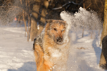 German shepherd muzzle in snow. It's a warm sunny day outside.