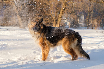 Fototapeta na wymiar German Shepherd being covered in snow. It's a warm sunny day outside.