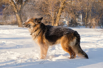 German Shepherd being covered in snow. It's a warm sunny day outside.