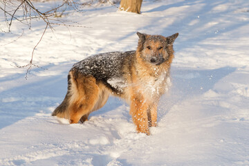 German shepherd muzzle in snow. It's a warm sunny day outside.