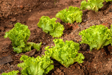 Close-up with selective focus  of young green lettuce in Brazil