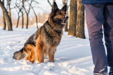 German Shepherd listens to the owner's command. It's a warm sunny day outside.
