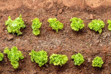 Close-up with selective focus  of young green lettuce in Brazil