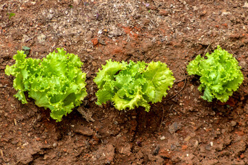 Close-up with selective focus  of young green lettuce in Brazil