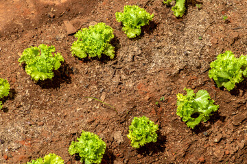 Close-up with selective focus  of young green lettuce in Brazil