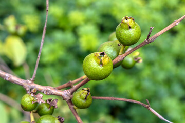 Selective focus of fruit of an araçá or Cattley guava with the scientific name (Psidium cattleianum). 