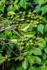 Selective focus of fruit of an araçá or Cattley guava with the scientific name (Psidium cattleianum). 