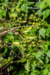 Selective focus of fruit of an araçá or Cattley guava with the scientific name (Psidium cattleianum).