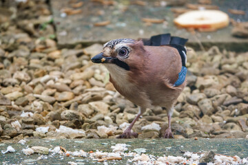 close up of a jay (Garrulus glandarius) eating bird seed and bread from amongst patio stones