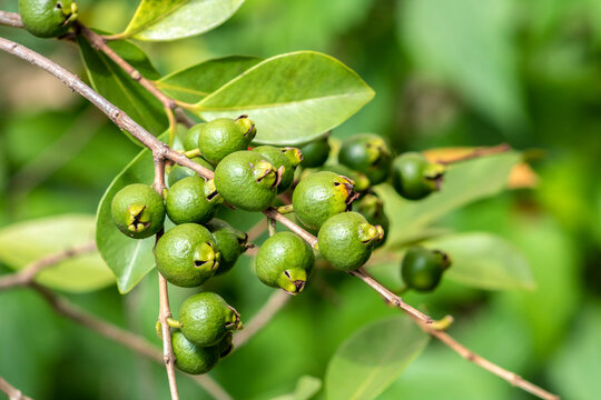 Selective focus of fruit of an ara&ccedil;&aacute; or Cattley guava with the scientific name (Psidium cattleianum).