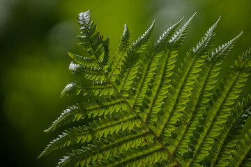 Perfect natural fern pattern, beautiful background made with young green fern leaves.