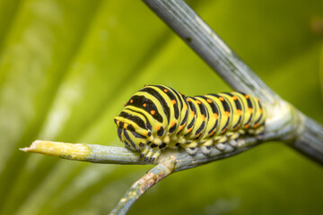 Closeup of a Monarch butterfly caterpillar feeding on leaves.