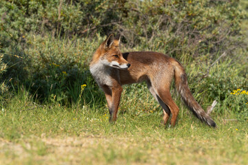Young Red Fox, the largest of the true foxes, standing looking back in a dune area near Amsterdam