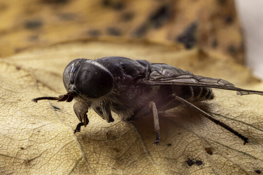 Close up of a Horse-fly Tabanidae on a leaf