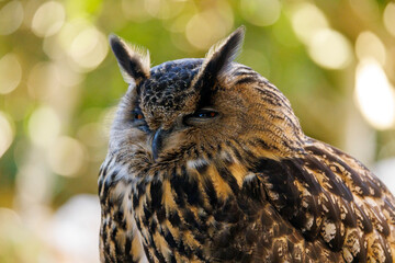 Sleepy owl face close up