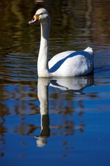 White Swan swimming in freshwater