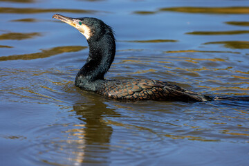 Cormorant swimming in calm water