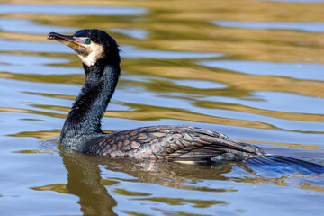 Cormorant swimming in calm water